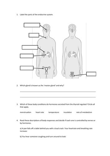 Endocrine System Slides And Worksheet Gcse Biology Aqa Teaching