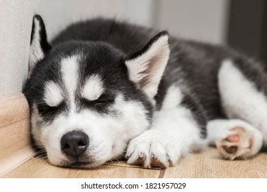 Sleeping Husky Royalty-Free Images, Stock Photos & Pictures | Shutterstock