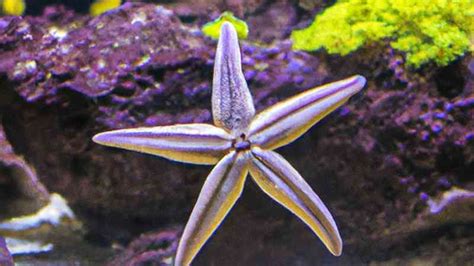 Wasserstern Aquarium Pogostemon Helferi Pflege Gestaltung