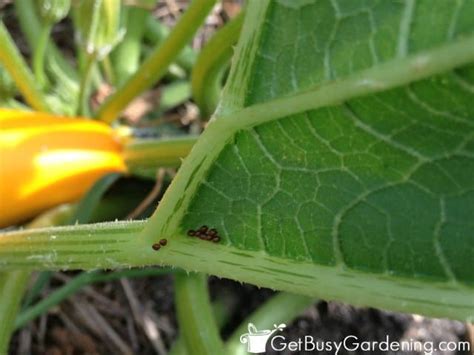 How To Control Squash Bugs Organically Get Busy Gardening