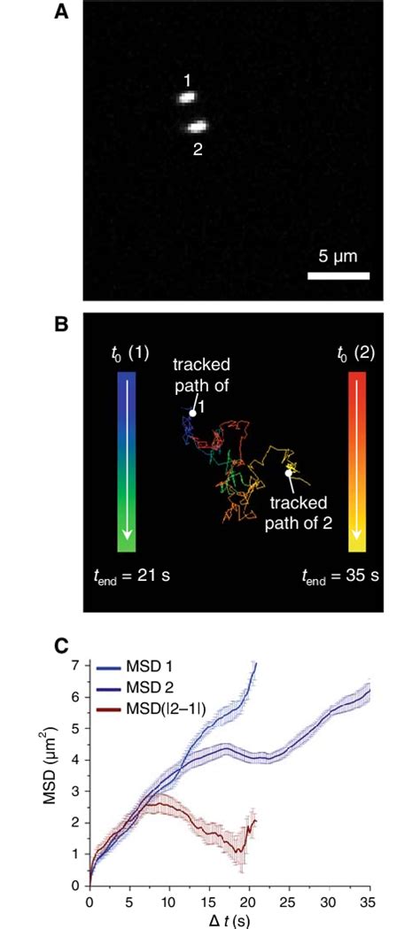 Ac Tracking Of Pml Nbs By Fast Confocal Imaging A Stfm Image Of Two