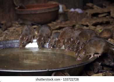 Rats Drinking Water Provided Them Karni Stock Photo