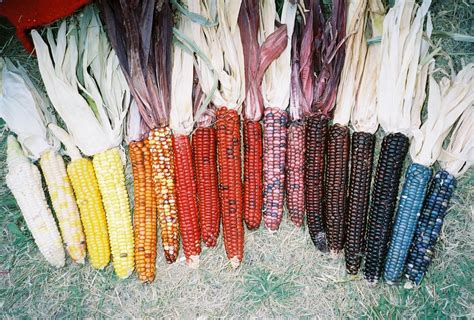 Painted Mountain Organic Flour Corn Fedco Seeds