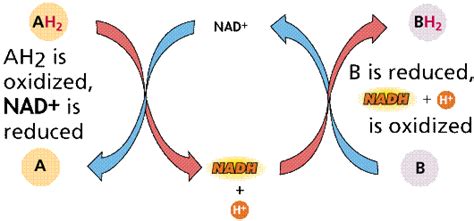 REACTIONS ENZYMES