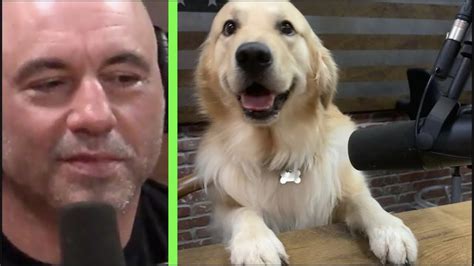 Joe Rogan on His Dog Marshall - YouTube