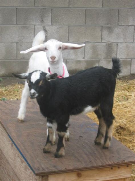 Saanen White Doeling With Mini Nubian X Nigerian Buckling Size Difference Nubian Goat