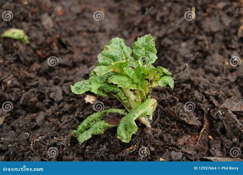 Organic Red Cos Lettuce Moonred Hydroponic Vegetable Plant Top View