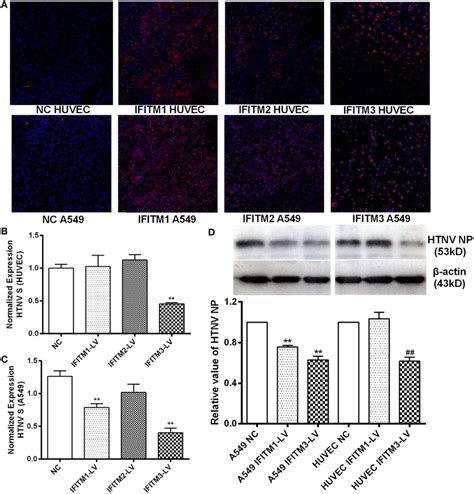 Inhibitory Effect Of Overexpressed Ifitms On Htnv Infection A Download Scientific Diagram