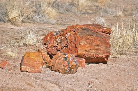 Past Preserved: Photos of the Petrified Forest | Live Science