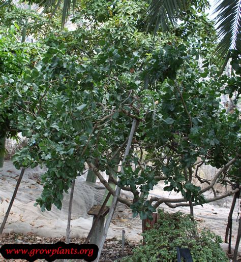 Pistachio tree - How to grow & care