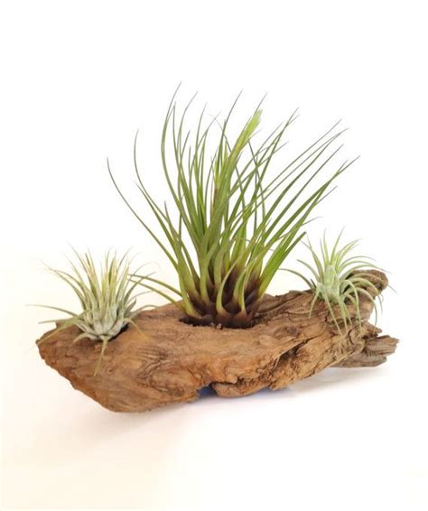 Driftwood With Air Plants Ionantha Three Air Plants Etsy Air Plants