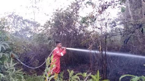 Karhutla Di Bulungan Hanguskan Hektar Lebih Lahan Warga Stasiun