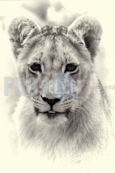 Lion cub face - Therina Groenewald - ProSelect images