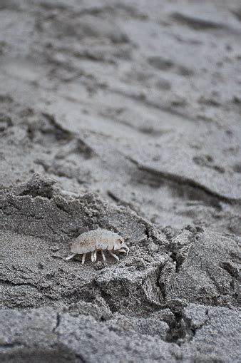 Sand Lice On Beach Stock Photo - Download Image Now - Animal, Animal ...