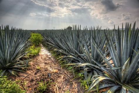 Paisajes Naturales De México México Mi País