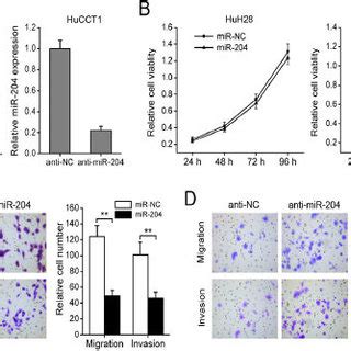 R Suppresses Icc Cell Migration And Invasion In Vitro A Huh