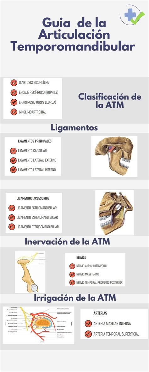 Gu A De La Articulaci N Temporomandibular Lupita Udocz Dentist