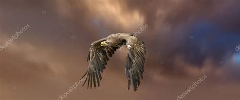 Guila Marina Europea Volando En Un Impresionante Cielo Azul Anaranjado