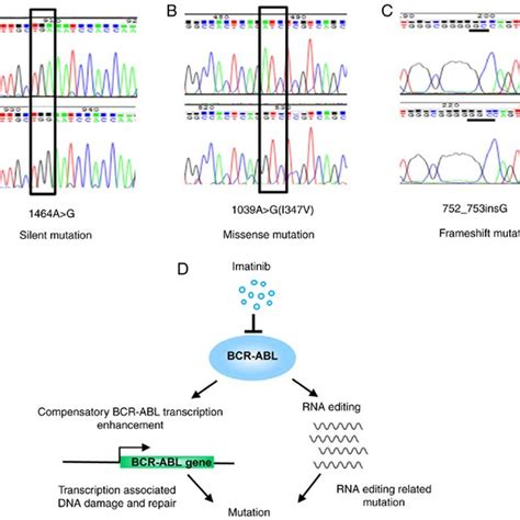 Selective Mutation Of Bcr Abl Gene In Imanitib Resistant Cells And Download Scientific Diagram