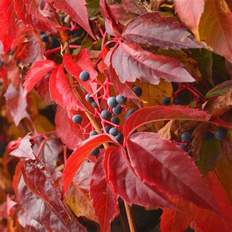 Winobluszcz pięciolistkowy parthenocissus quinquefolia