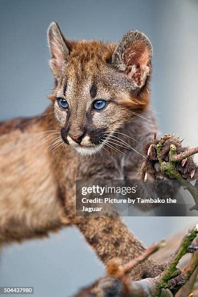 Puma Baby Photos and Premium High Res Pictures - Getty Images