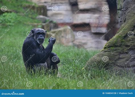 Beautiful and Nice Chimpanzee in the Nature Habitat Stock Photo - Image ...