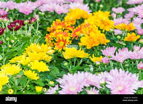 varieties flower stock photo alamy