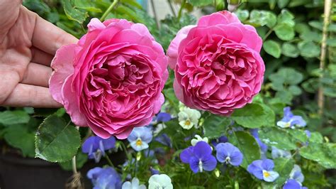 The David Austin Princess Alexandra of Kent review 2nd flush 肯特王妃月季