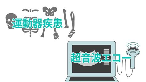 運動器超音波エコーの基本的な使い方と読み方｜25