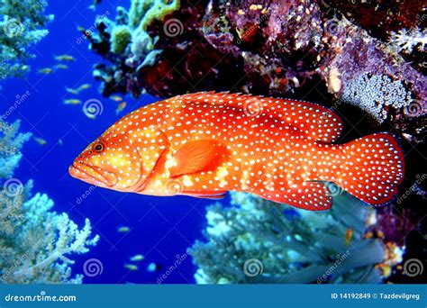 Coral Trout Stock Photo | CartoonDealer.com #85879050