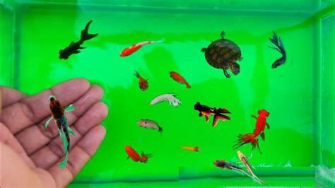 Mencari Ikan Hias Warna Warni Lucu Ikan Mas Koki Ikan Koi Ikan