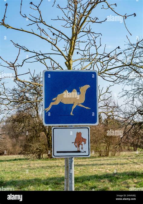 camel crossing sign with funny camel at the pedestrian walking trail in Schwalbach Stock Photo ...