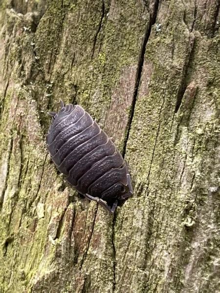 Porcellio scaber - Facts, Diet, Habitat & Pictures on Animalia.bio