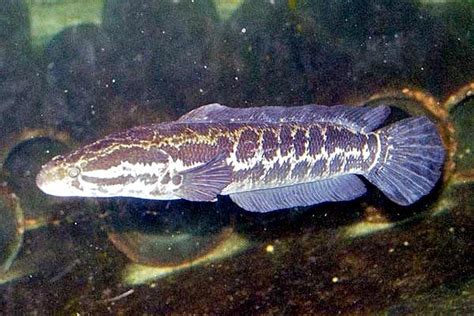 Snakehead Ocean Treasures Memorial Library