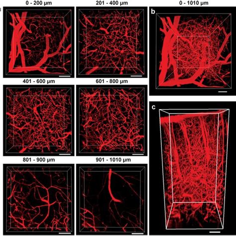 Schematic Illustration Of Nir‐i And Nir‐ii Excited In Vivo 2pf Imaging