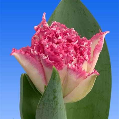 Tulp Love Crystal Borst Bloembollen