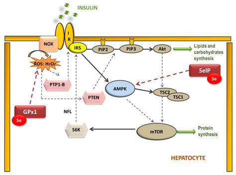 Antioxidants Free Full Text The Role Of Selenoprotein Tissue