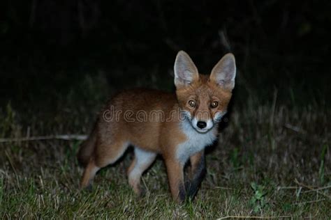 Fox In The Night Stock Photo Image Of Invertebrate 11351054