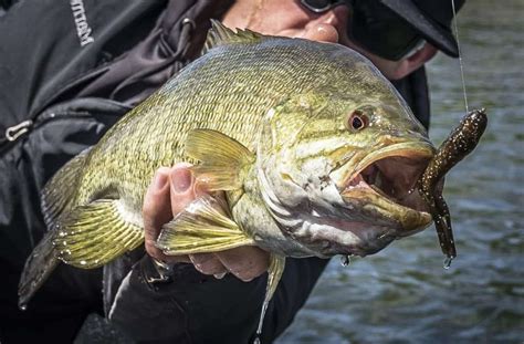 Best Smallmouth Bass Lures (2021 Review) - Tactical Huntr