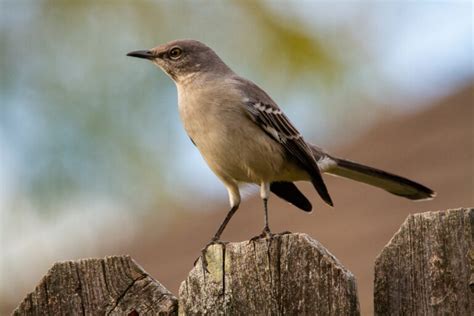 Mockingbird Symbolism & Meaning (+Totem, Spirit & Omens) - World Birds