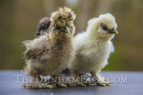 Silkie Chickens For Sale