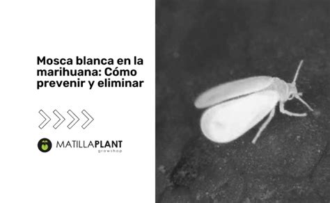 Mosca Blanca En La Marihuana C Mo Prevenir Y Eliminar