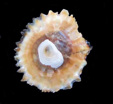 Cup And Saucer Shells And Slipper Limpet Shells Of The Calyptraeidae