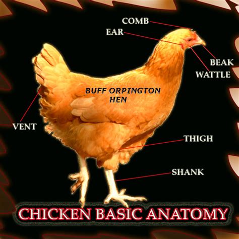 Chickens Best Backyard Egg Laying Hen Breeds Pethelpful