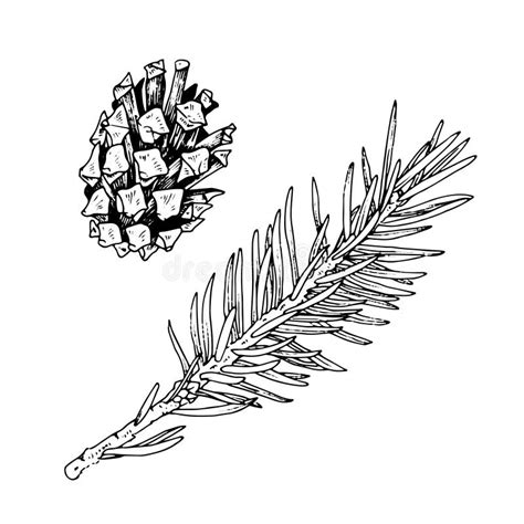 Pinecone And Christmas Tree Branch Set Vector Illustration Of Spruce