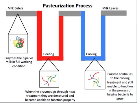 Louis Pasteur Pasteurization Experiment