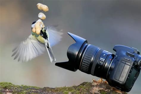 Best Camera For Bird Photography Kathe Viviana