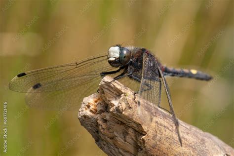 Large White Faced Darter Yellow Spotted Whiteface Leucorrhinia