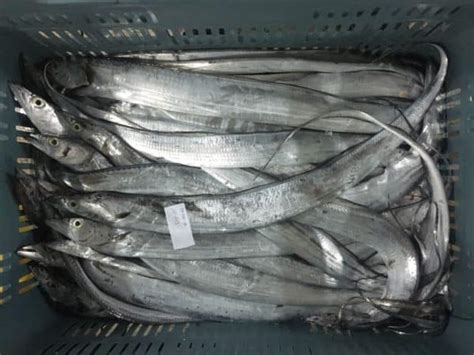 Ribbonfish Whole, Ribbonfish HGT Suppliers, Exporters - CTLE Seafood, Inc.