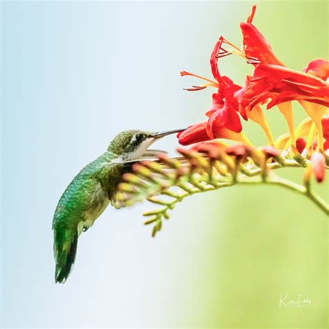 Eastport Green Project - Home | Facebook